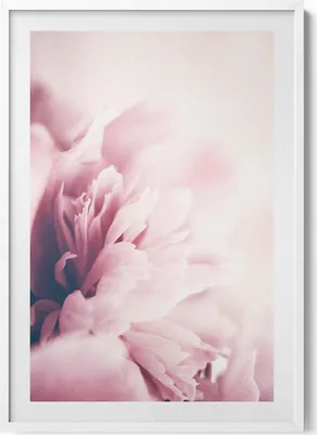 Produktbild von Nahaufnahme von Pfingstrosenblüten– Wandbild mit Rahmen – Gerahmtes Bild  – Wanddekoration – 70x100 cm –  Weiß Rahmen