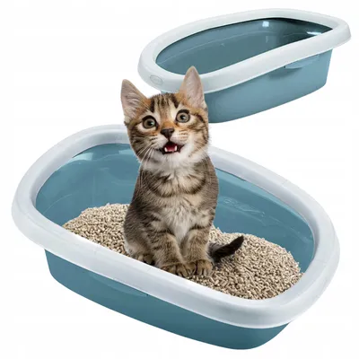 A kitten sits in a blue and white litter box filled with litter. Another identical litter box is visible in the background.