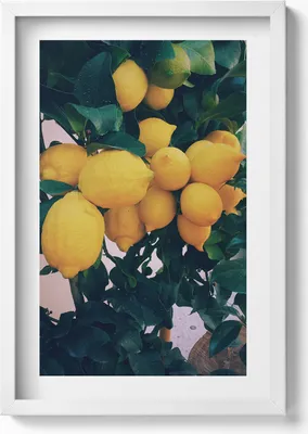 Produktbild von Reife gelbe Zitronen– Wandbild mit Rahmen – Gerahmtes Bild  – Wanddekoration – 40x60 cm – Weiß