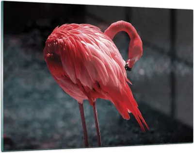 Produktbild von Bilder auf glas - Einteilig - Flamingo Rosa Vogel - 120x80cm - Glasbilder - Wandbilder - Bilder - zum Aufhängen bereit - Wanddekoration aus Glas - Glas Bilder - Wandbild auf Glas - GAA120x80-4551