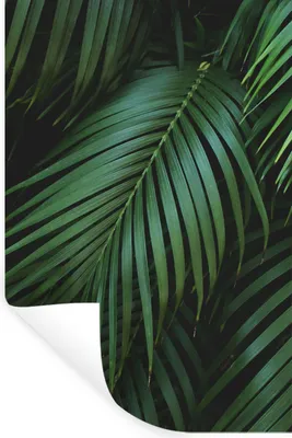 Produktbild von MuchoWow® Wandtattoo Wandsticker Wandaufkleber Palmenblätter - Palmen - Tropisch 40x60 cm Selbstklebend und Repositionierbar - Wierderverwendbar - Selbstklebend