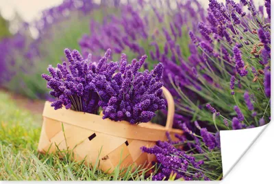 Produktbild von MuchoWow® Poster Frischer Lavendel in einem Korb 30x20 cm - Plakate - Print