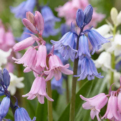 Image de 40x Hyacinthoides Hispanica mix - Spaanse boshyacint mix - Diversen - Verwilderingsbol - Bolmaat 7/8