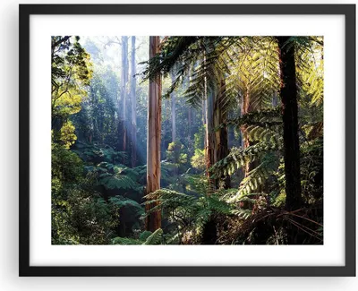 Produktbild von Gerahmtes Poster - Schwarzer Rahmen - Morgendämmerung Bäume Wald - 50x40 cm - Wand Bild - Wanddeko - Wandbilder - Kunstposter - Wandposter - Bilderrahmen - Bilder - Kunstdruck - P2BAA50x40-4403