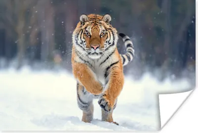 Produktbild von MuchoWow® Poster Tiger - Landschaft - Schnee - Tiere 30x20 cm - Plakate - Print