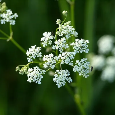 Obrázok produktu pre 6 ks rastlín "Duizenblad" (Achillea millefolium 'White Beauty') | Kvetináč 9 cm x 9 cm