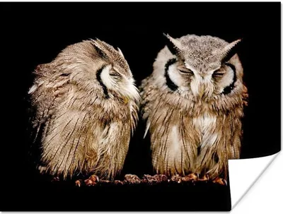 Produktbild von MuchoWow® Poster Eule - Vogel - Schwarz 40x30 cm - Plakate für die Wände - Poster Wohnzimmer