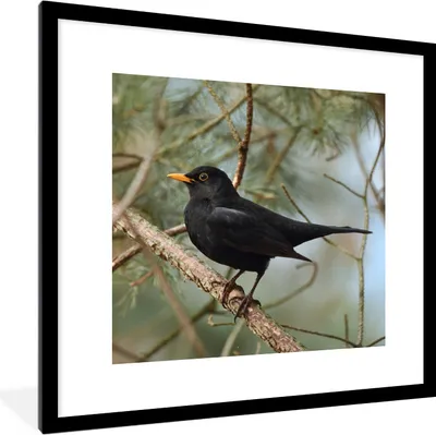 Produktbild von MuchoWow® Gerahmtes Poster Vogel - Amsel - Zweige - Tiere 40x40 cm - Poster mit Schwarzem Bilderrahmen Wandposter Rahmen Foto Bilder - Poster - Plakat im Rahmen