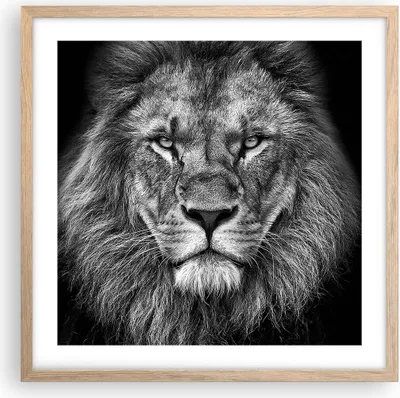 Produktbild von Gerahmtes Poster - Rahmen in heller Eiche - Porträt Löwe Schwarzweiß - 50x50 cm - Wand Bild - Wanddeko - Wandbilder - Kunstposter - Wandposter - Bilderrahmen - Bilder - Kunstdruck - P2NAC50x50-4494