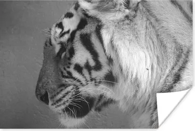 Produktbild von MuchoWow® Poster Tiger - Tiere - Schwarz - Weiß 30x20 cm - Plakate - Print