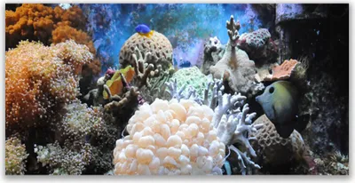 Produktbild von Küchenrückwand aus Glas 140x70cm Spritzschutz Korallenriff Natur
