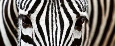 Produktbild von Fototapete - Zebra 375x150cm - Vliestapete