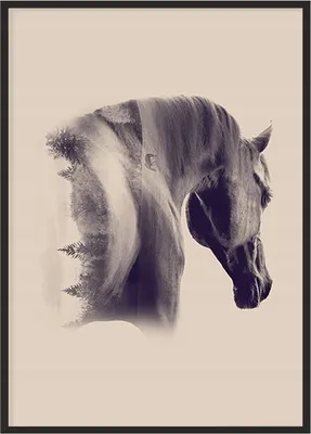 Produktbild von Bild Poster im Rahmen 43x33cm Pferd P1228