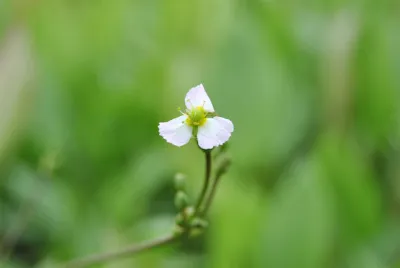 Produktbild von Sagittaria sagittifolia ssp. sagittifolia, Pfeilkraut, ca. 9x9 cm Topf