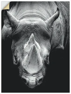Produktbild von ARTland Wandbild, selbstklebend Das Nashorn Größe: 45x60 cm