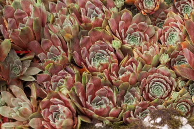 Produktbild von Sempervivum x cult.'Tedderheid', Hauswurz, ca. 9x9 cm Topf