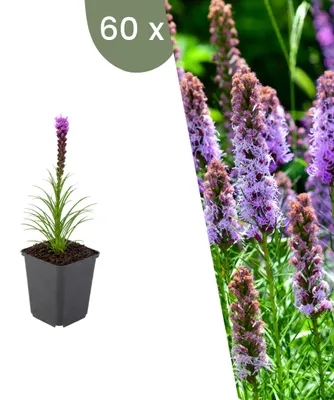 Produktbild von Plants by Frank | 60 Prachtscharte Pflanzen | Liatris Spicata | Stauden | Winterhart | Mehrjährig | Gartenpflanzen