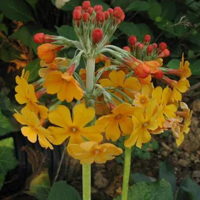 Obrázek produktu pro 6 x stupňovitá prvosenka - Primula bulleyana - květináč 9cm x 9cm