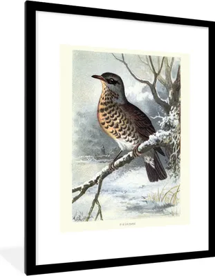 Produktbild von MuchoWow® MuchoWow® Gerahmtes Poster Antiker Vogeldruck Kitz 60x80 cm - Poster mit zchwarzem Bilderrahmen - Wohnzimmer - Dekorationen - Prämie