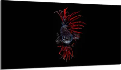 Produktbild von Herdabdeckplatte 90x52 Glaskeramikkochfeld Abdeckung Spritzschutz Glasplatte Deko Schneidebrett, Fische Schwarz