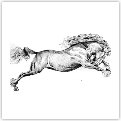 Produktbild von Poster - Poster ohne Rahmen - Pferd Zeichnung Bleistift - 50x50 cm - Wand Bild - Wanddeko - Wandbilder - Kunstposter - Wandposter - Bilder - Kunstdruck - Wanddekoration - Wandbild - P2XAC50x50-4906