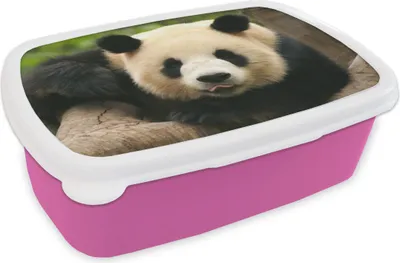 Produktbild von KitchenYeah® Lunchbox Brotzeit Brotdose 17x11 cm Tiere - Panda - Bäume Kinder Brotzeitdose - Lunchpaket - Brotkasten  - Sandwich Box