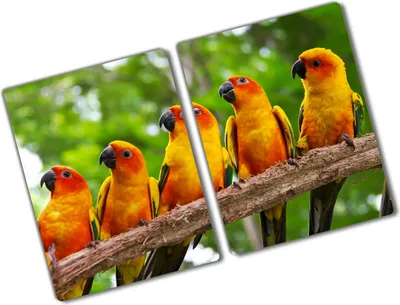 Produktbild von Tulup Glas Herdabdeckplatte - 2x40x52 cm - Glaskeramikkochfeld-Abdeckung Spritzschutz Glasabdeckplatte Kochplattenabdeckung und Schneidebrett - Zweiteilig - Tiere - Papageien Ast - Orange