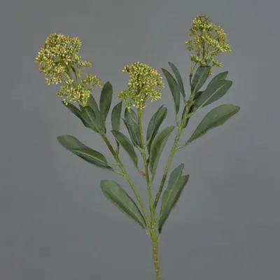 Produktbild von artplants.de Deko Zweig Skimmie LAUSANA mit Blüten, grün, 65cm - Kunstblumen Zweig