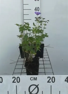 Zdjęcie produktu dla 6 x Geranium hybr. 'Johnson's Blue' - Cranesbill - doniczka 9 x 9 cm