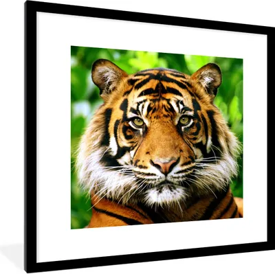 Produktbild von MuchoWow® Gerahmtes Poster Porträt eines Sumatra-Tigers im Dschungel 40x40 cm - Poster mit Schwarzem Bilderrahmen Wandposter Rahmen Foto Bilder - Poster - Plakat im Rahmen