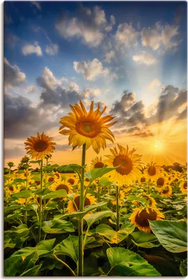Produktbild von ARTland Leinwandbild Sonnenblumen im Sonnenuntergang Größe: 40x60 cm