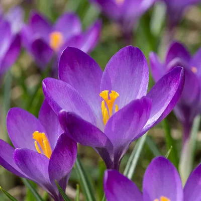 Image de Green boutiQ - Bloembollen - Crocus Ruby Giant - Kleur Paars - 50 stuks - Bolmaat 5/6 - XXL Pack