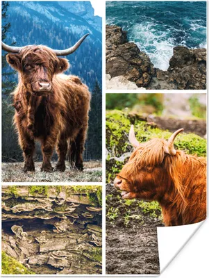 Produktbild von MuchoWow® Poster Schottischer Highlander - Tiere - Collage 30x40 cm - Wandplakat - Poster Kinderzimmer