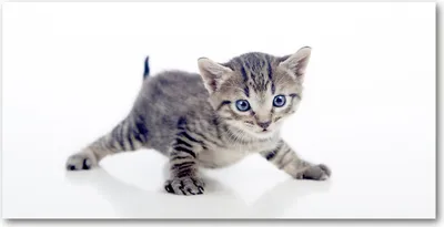 Produktbild von Tulup® Glas-Bild - 100x50 -Wandkunst - Wandbild hinter gehärtetem Sicherheitsglas  - Tiere - Kleine Katze - Grau