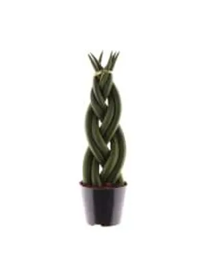 Produktbild von Sansevieria cylindrica Twist 30cm Zimmerpflanze