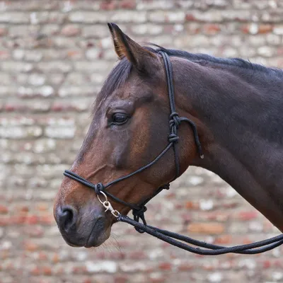 Produktbild von Waldhausen Knotenhalfter mit Zügel Schwarz Pony