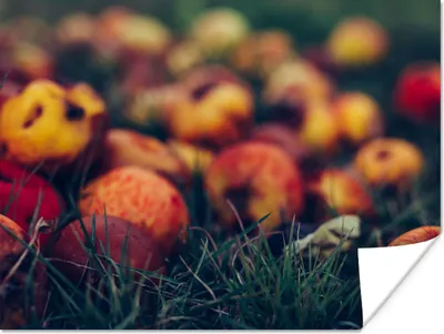 Produktbild von MuchoWow® Poster Landdekoration - Herbst - Apfel - Obst 160x120 cm - Foto Plakat