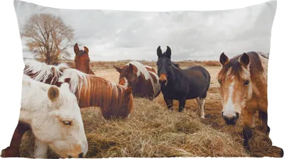 Produktbild von MuchoWow® Zierkissen Sofakissen Wohnzimmer Dekokissen 60x40 cm Tiere - Pferd - Kopfkissen - Polster mit Foto