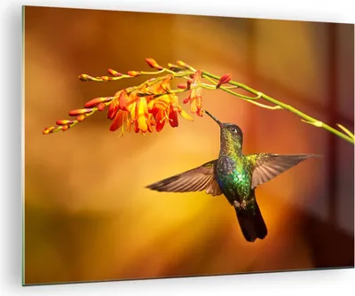 Produktbild von Bilder auf glas - Kolibri Vogel Sommer - 70x50cm - Glasbilder - Wandbilder - Kunstdruck - zum Aufhängen bereit - Wanddekoration aus Glas - Glas Bilder - Wandbild auf Glas - Einteilig - GAA70x50-3490