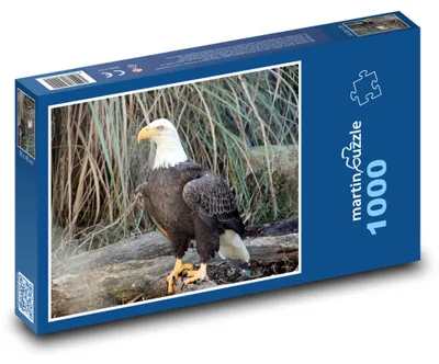 Produktbild von Puzzle 1000 Weißkopfseeadler - majestätischer Greifvogel - martinpuzzle