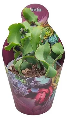 Zdjęcie produktu dla Epiphyllum guatemalense „Curly Locks” – kaktus zwisający – rzadkość – doniczka 14 cm – wysokość 30 cm