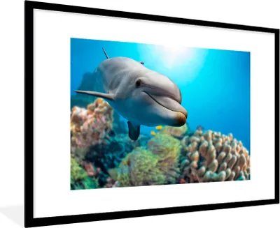 Produktbild von MuchoWow® MuchoWow® Gerahmtes Poster Delfin - Meer - Koralle 90x60 cm - Poster mit zchwarzem Bilderrahmen - Wanddekoration - Fotos