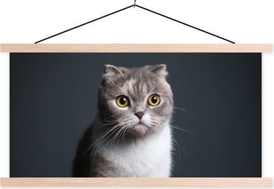 Produktbild von MuchoWow® Textilposter Katze - Haustiere - Licht 60x30 cm mit holzfarbenen Rahmen - Dekoration