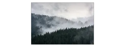 Zdjęcie produktu dla Fototapeta Zamglony Abstrakcyjny Las we mgle Krajobraz z widokiem na naturę Pejzaż Przyrodniczy z modnym efektem 3D 315x210cm
