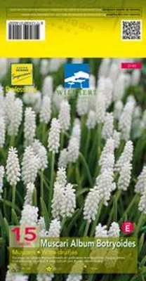 Obrázok produktu pre 6 x Muscari botryoides 'Album' - Muškár - kvetináč 9 x 9 cm