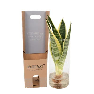 Produktbild von Sanseviera In Cylinder Glas - 30Cm - Ø12