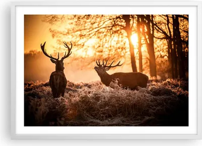 Produktbild von Gerahmtes Poster - Weißer Rahmen - Deer Heidekraut Tier - 70x50 cm - Wand Bild - Wanddeko - Wandbilder - Kunstposter - Wandposter - Bilderrahmen - Bilder - Kunstdruck - Wandbild - P2WAA70x50-3043