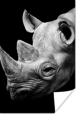 Produktbild von MuchoWow® Poster Tiere - Nashorn - Schwarz - Weiß - Porträt 20x30 cm - Papierdruck