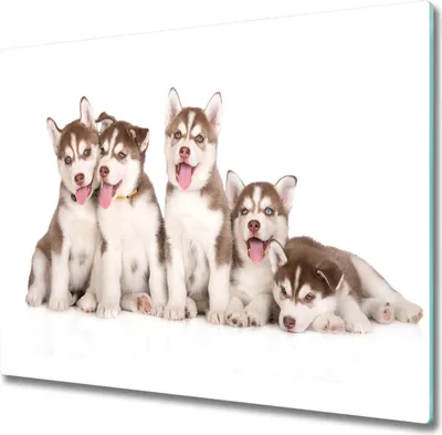 Produktbild von Glas Herdabdeckplatte 60x52 cm Spritzschutz Glasabdeckplatte Schneidebrett Husky Welpen
