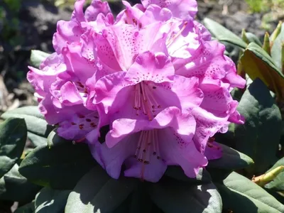 Produktbild von Alpenrose Frühlingsleuchten - Rhododendron degronianum Frühlingsleuchten 40-50cm